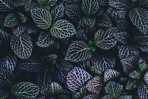 Simple Tips to Protect Your Website from Hackers